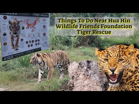 Video thumbnail: Our Visit to the Tiger Rescue Near Hua Hin | Wildlife Friends Foundation Thailand | Stripes