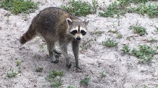 Cats and Garden, Season 5 Episode 6 - Raccoon by Mia Snow 44 views 5 years ago 5 minutes, 2 seconds
