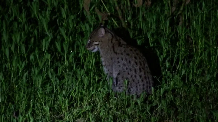 Video 3182771: west bengal, animals bengal, cat fish