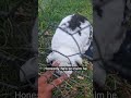 Cute Fluffball...