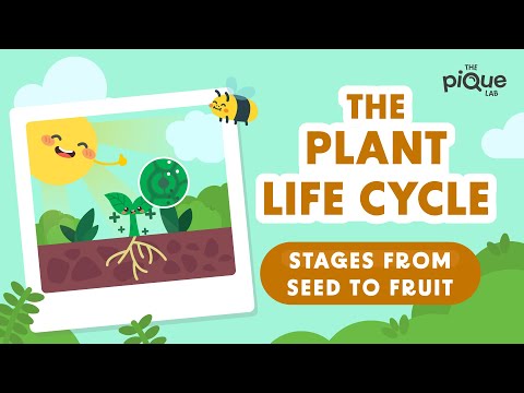 Plant Life Cycle Stages From Seed To Fruit | Primary School Science Animation