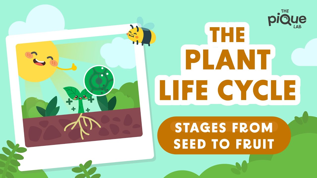 Plant Life Cycle Stages From Seed To Fruit | Primary School Science  Animation - YouTube