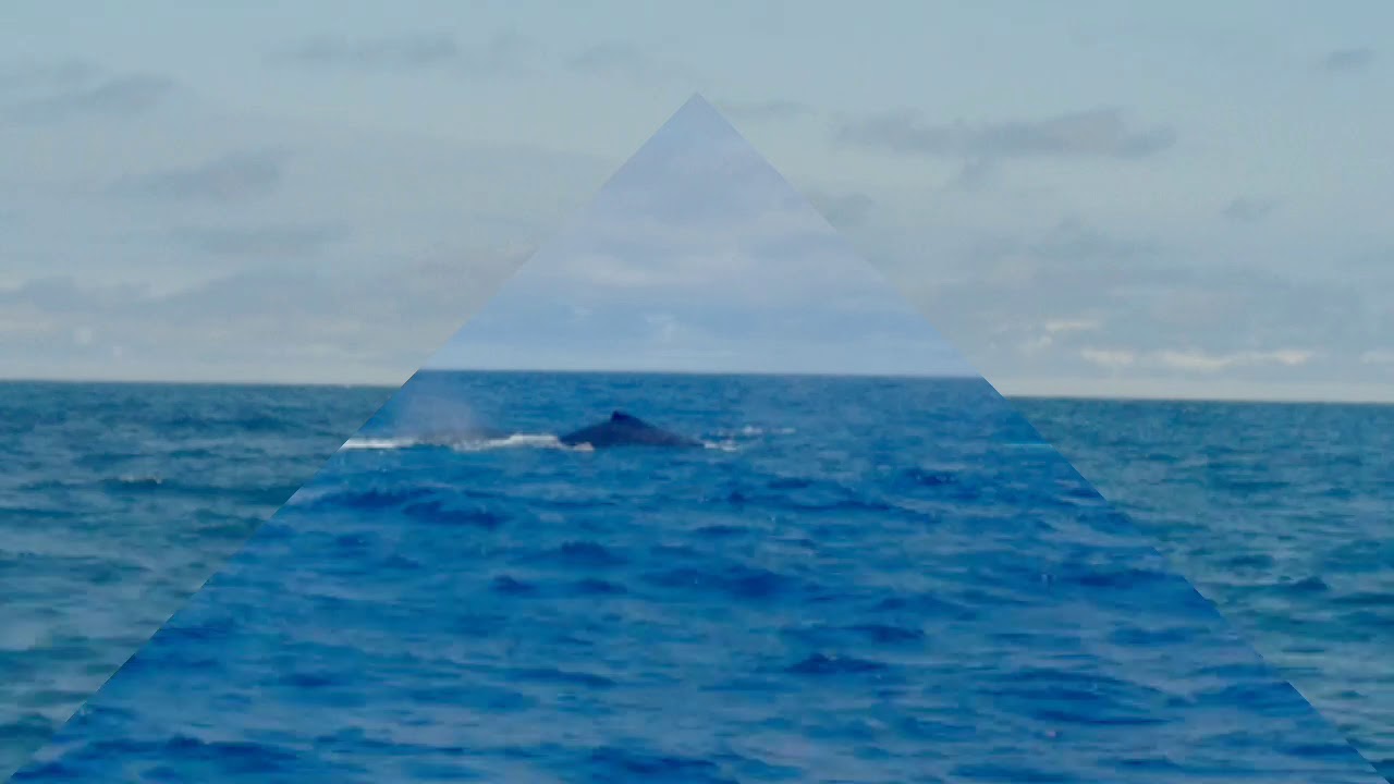 This is Ecuador,  whale watching