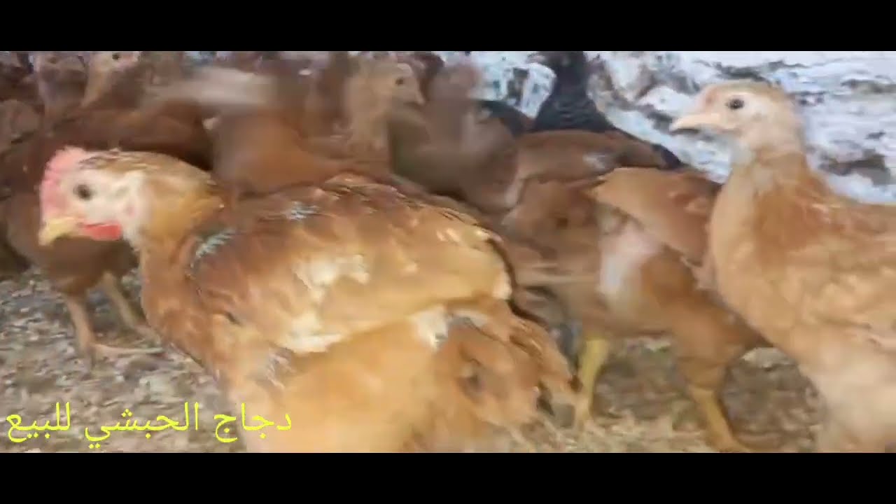 مشاء الله. دجاج🐓🐓🐓 حبشي للبيع  بتاريخ 05/11/2024للتواصل☎️0771742305