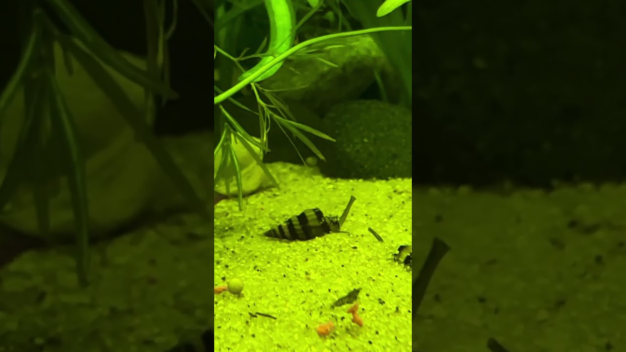 Assassin snails breeding