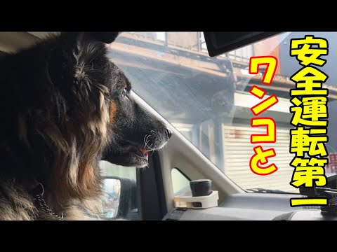 シェパード犬マック君と買い物ドライブ