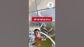 Tôm Bị Lỏng Đường Ruột – Cách Xử Lý Nhanh Với Axit Hữu Cơ & Men Vi Sinh