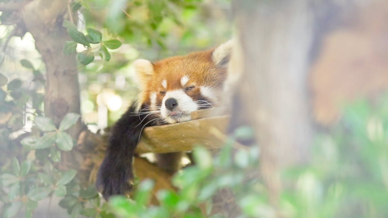 Red Pandas in Ichikawa Zoo - Adorable Animals - YouTube