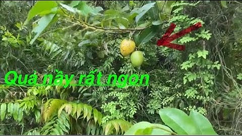 Một ngày đẹp trời / đi thăm lờ cá lóc hái được quả ngon 