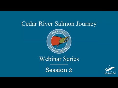 Cedar River Salmon Journey webinar part 2