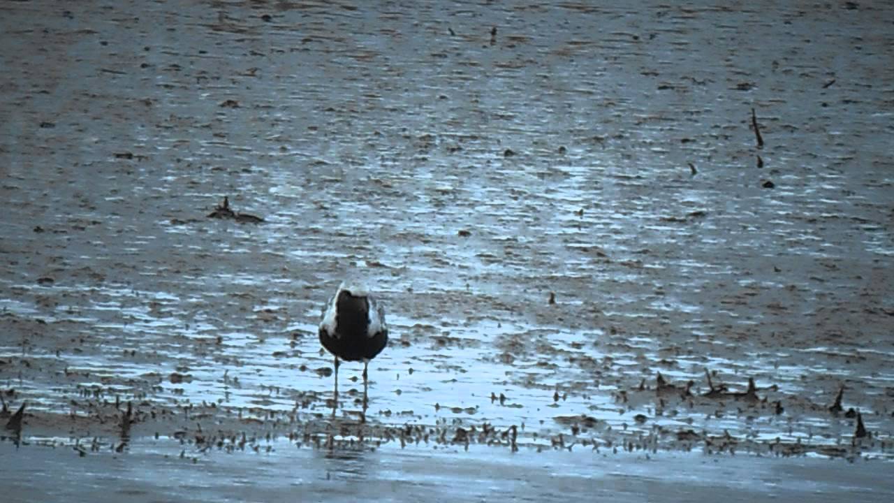 photography en español Grey Plover
