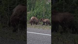 Grizzly Bear and Cubs Brawl Over Breakfast