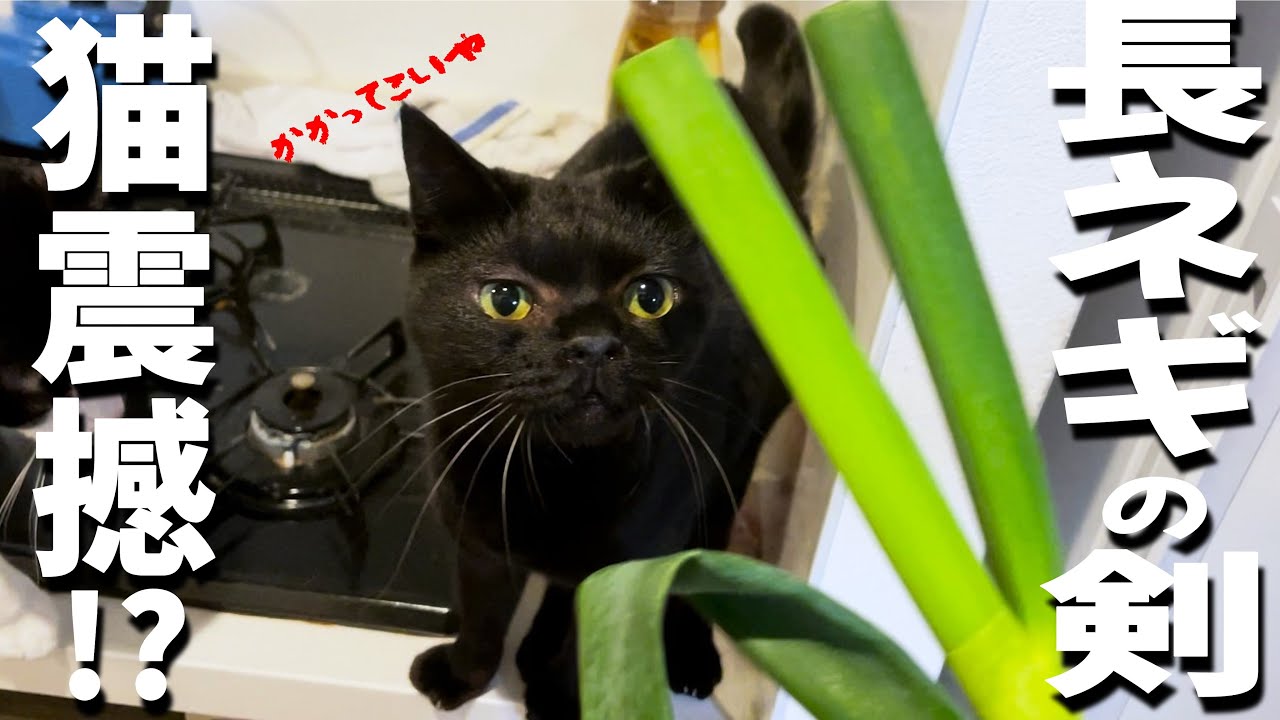 Get rid of the cat that's interfering with your cooking with a