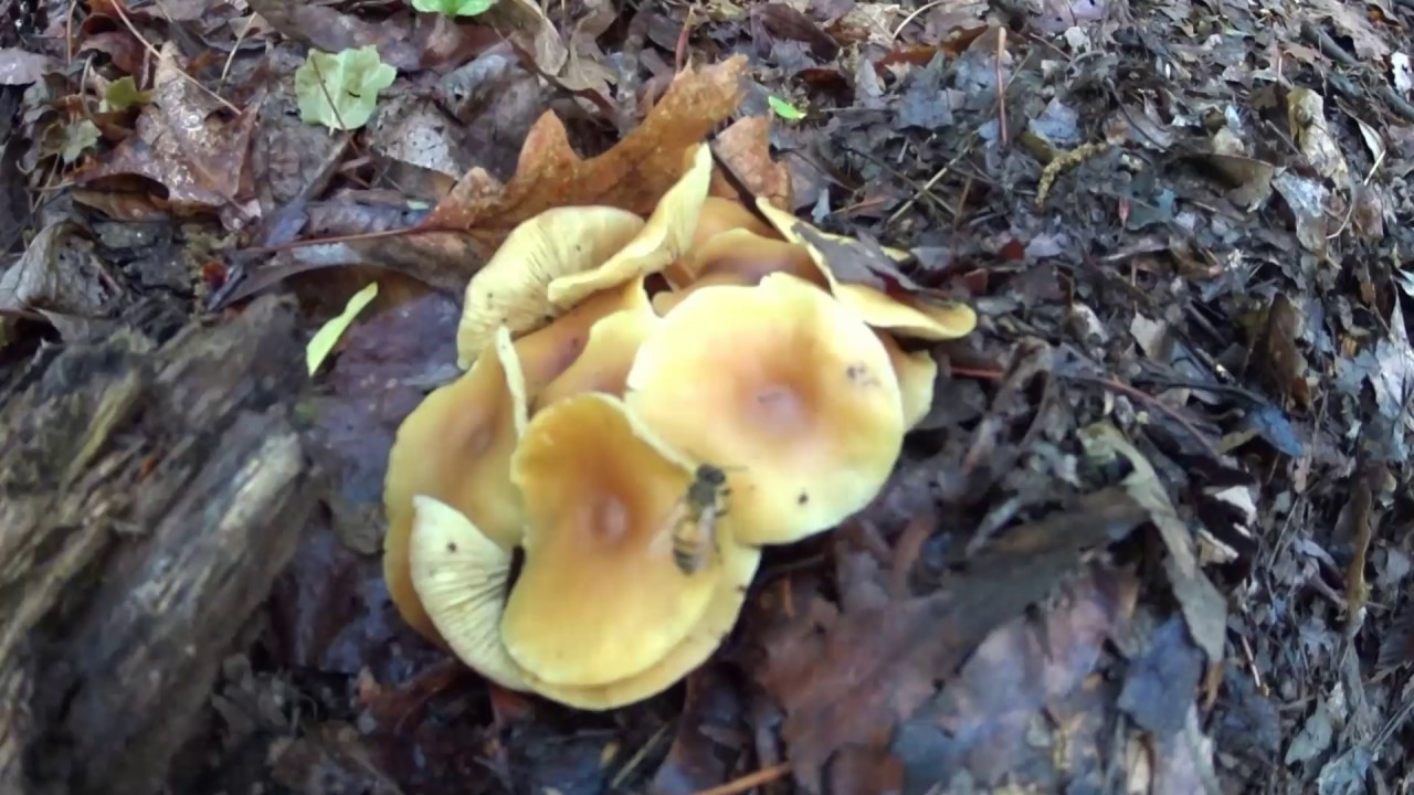 camera iphone 8 plus apk Appalachian Trail 2017 Day 36