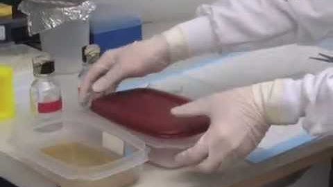 Probing for Mitochondrial Complex Activity in Human Embryonic Stem Cells