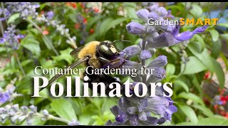Container Gardening for Pollinators
