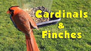 More Cardinals & Finches by Just Ohio Birds 7 views 2 weeks ago 9 minutes, 14 seconds