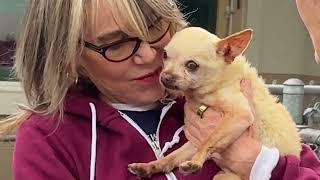 Sherris Last Rescue Ride, Muttville Senior Dog Rescue, San Francisco