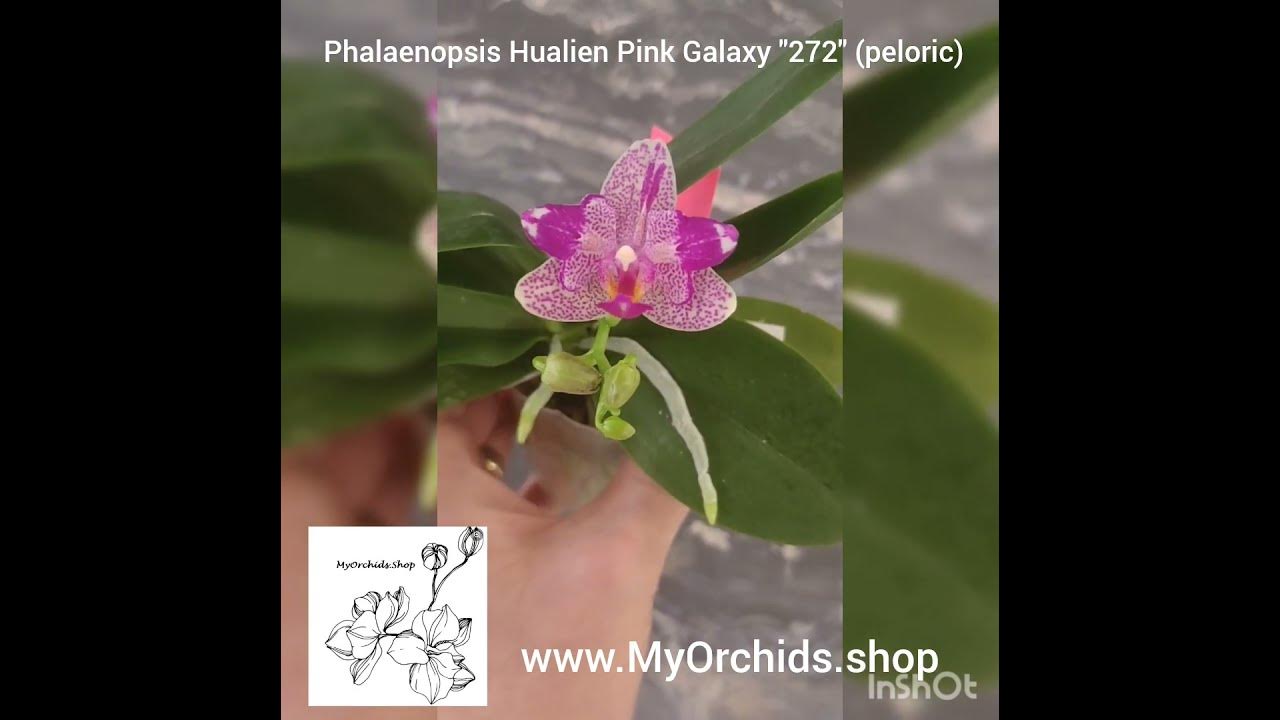 Phalaenopsis Hualien Pink Galaxy "272" (peloric) - YouTube