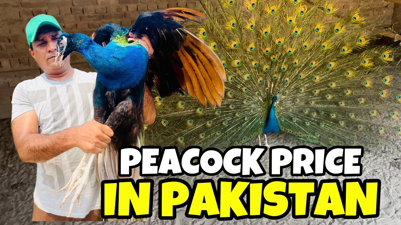 Peacock Chicks - Peacock Chicks Price in Pakistan | Oye Bhatti