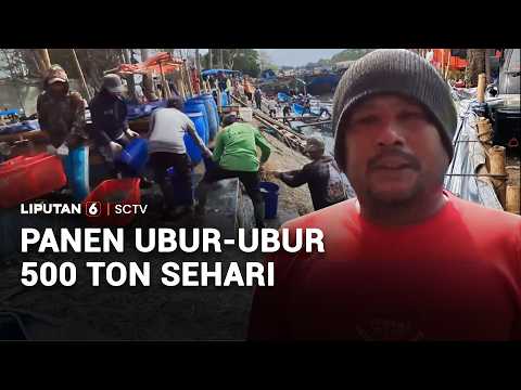 Panen Ubur-Ubur 500 Ton Sehari | Liputan6