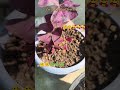 plant lover 🤩💗🤩💗 #nature #plants