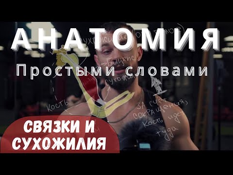 Анатомия простыми словами: чем отличаются связки и сухожилия. Базовые основы