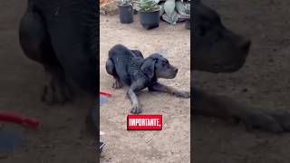 RAIVA CANINA! Doença mais perigosa do mundo