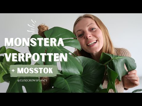 Video: Moet ik mijn monstera verpotten?