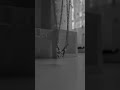 أرجل من بدايلك وانى خسرانة برحيلك