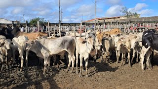 A MELHOR FEIRA DE GADO DA REGIÃO, ARARA-PB!!! 20/04/2026. 📹🏜🤠