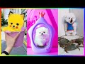 Tik Tok Chó Phốc Sóc Mini 😍 New Funny and Cute Pomeranian 🐕 #455