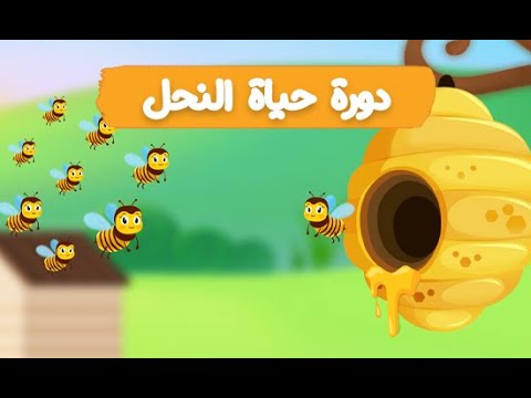 هل تعلم مع لونا دورة حياة النحلة