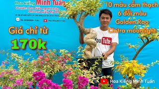 17/05:GL 10 màu cẩm thạch,6 đổi màu,Golden Rao,Chitra moonlight,red bezza cẩm thạch,Đỏ đột biến...