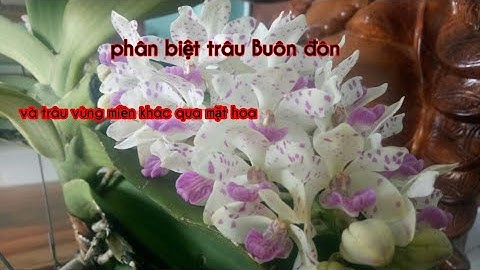 Sự khác biệt giữa nghinh xuân buôn đôn và các vùng khác. Chúc mừng năm mới 2020