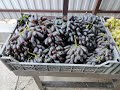 ВИНОГРАДНОЕ АССОРТИ НА РЫНОК! 🍇🍇🍇
