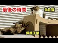 残り数日、保護子猫との最後の時間を噛み締めたい
