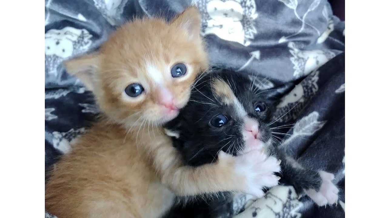 Маленькие котята, брошенные мамой, держались друг за друга, пока их не спасли