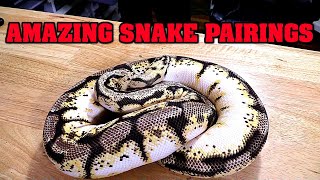 Famous check out what we are BREEDING!!  Excited about our future BALL PYTHONS!  What is your favorite?? Wealth