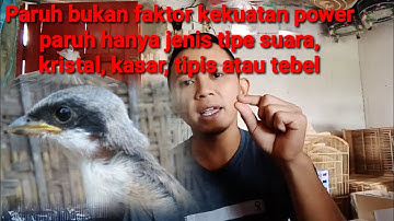 CIRI CIRI ANAKAN CENDET PROSPEK