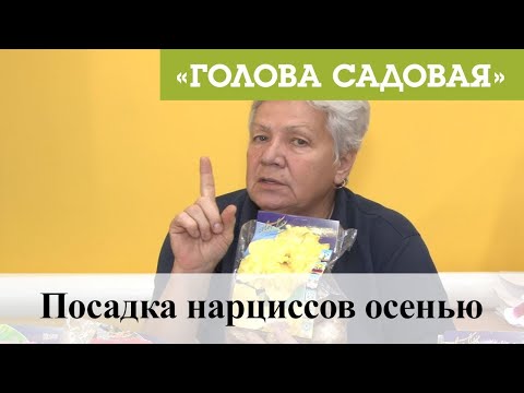 Голова садовая - Посадка нарциссов осенью