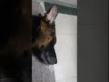 chuk chuk Khamoshiyan Sara najara #pawsn #pawsn #trending #petshub #funny #petsunited #love