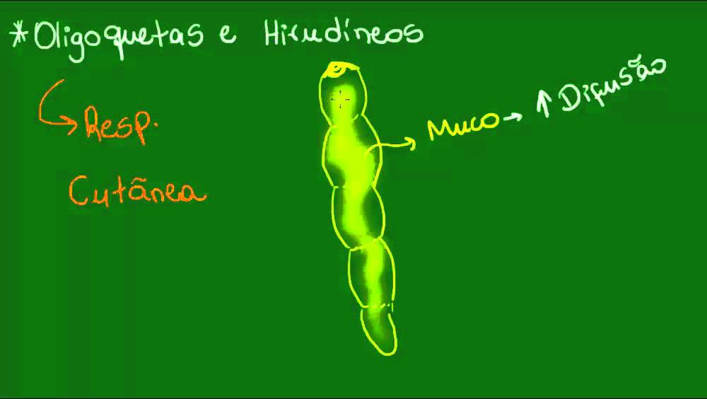 Sistema respiratório dos Anelídeos - Zoologia - Biologia