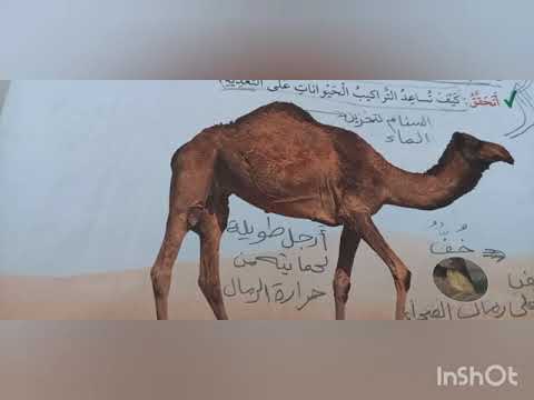 علوم درس تكيف الكائنات الحية وحل الاسئلة ص42 الصف الثاني