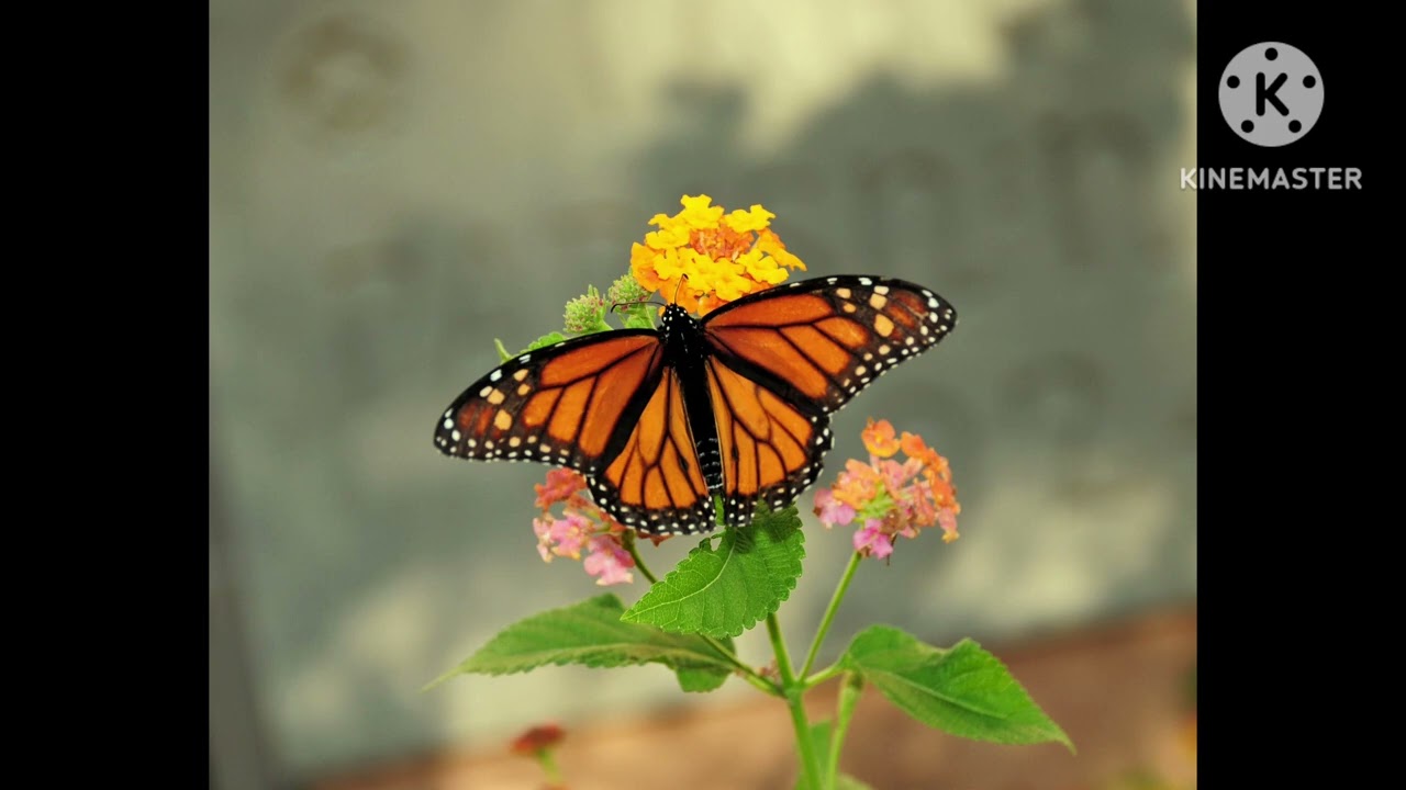 ‪@MarivicTerteryan‬