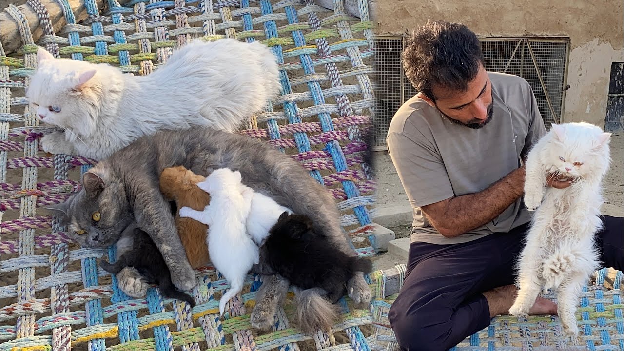 Cat apne Bachaon Jo Dhodh Pila rahi🐱Cat feeding milk to her kitten 🐈‍⬛ Pets Lover in Punjab 