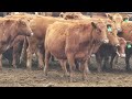 45 Red Angus