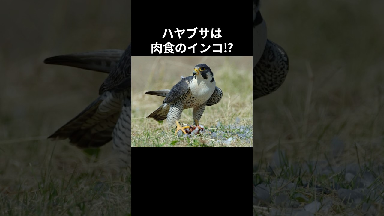 1分解説】DNAで判明したハヤブサの衝撃の正体 - YouTube