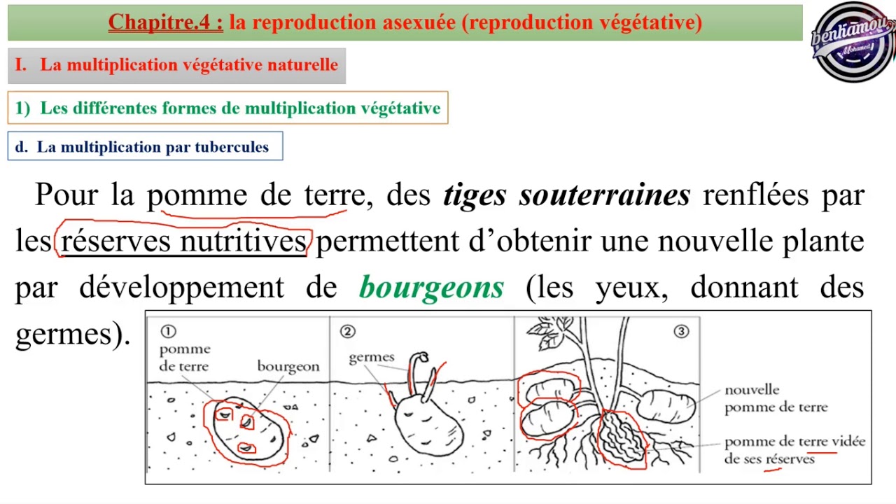 Chapitre 4 partie 1 reproduction asexu e multiplication v g tative