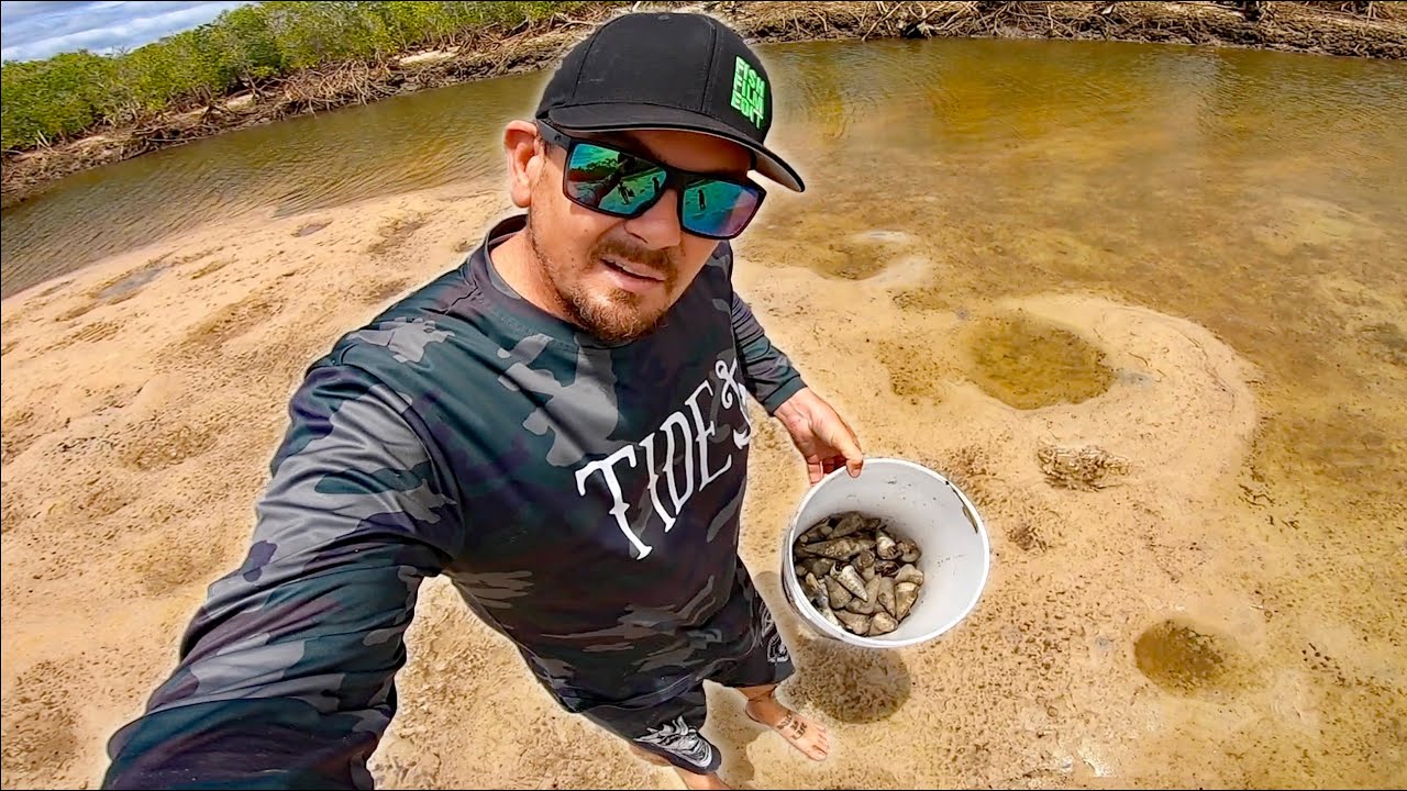MANGROVE MUD SNAIL FORAGE.